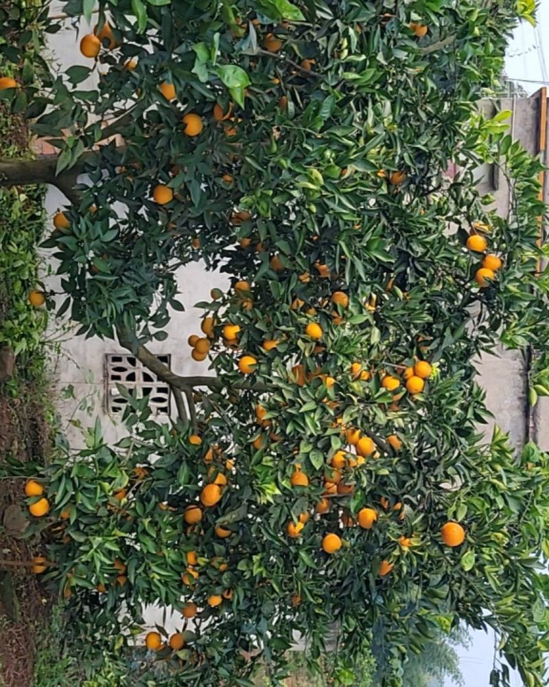 产地直销