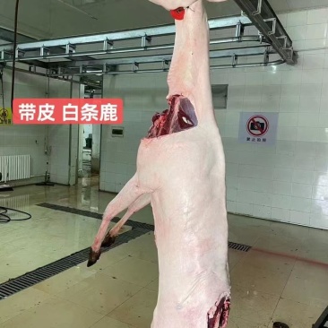 鹿肉白条整头白条速冻梅花鹿鹿肉炖煮煲汤红烧送礼