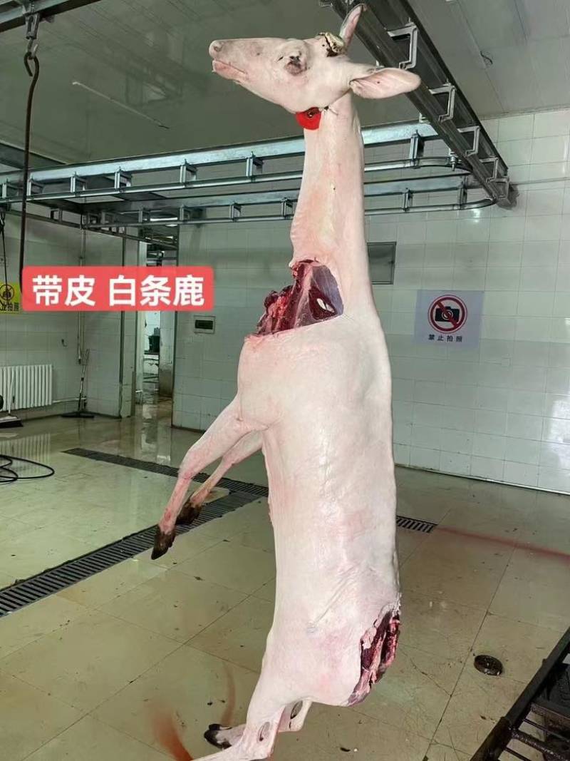 鹿肉白条整头白条速冻梅花鹿鹿肉炖煮煲汤红烧送礼
