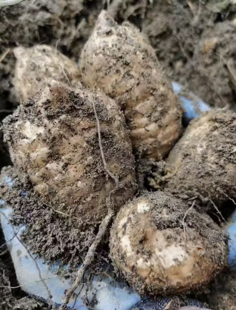 云南昭通乌天麻统货