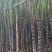 自家种植的黑皮甘蔗，甜润多汁，新鲜上市，欢迎采购