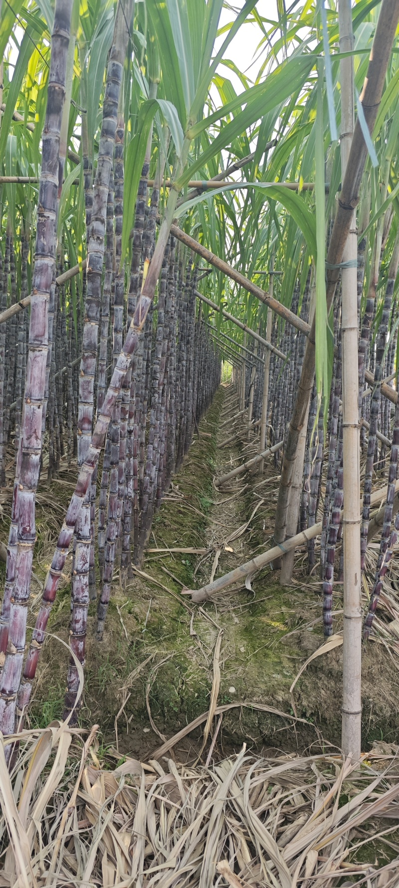 自家种植的黑皮甘蔗，甜润多汁，新鲜上市，欢迎采购