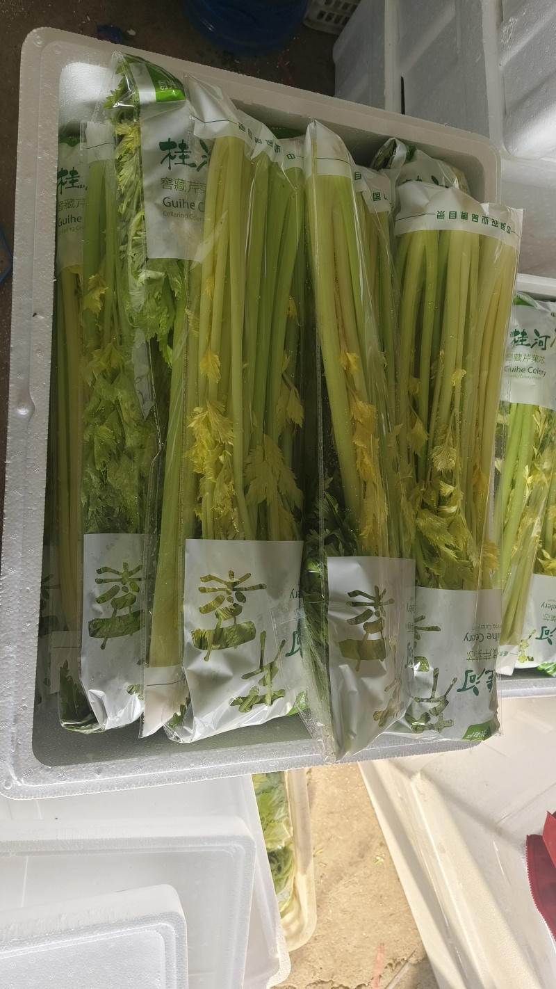 山东特产桂河芹菜，玻璃脆，奶油芹菜，现货发，保质保量发