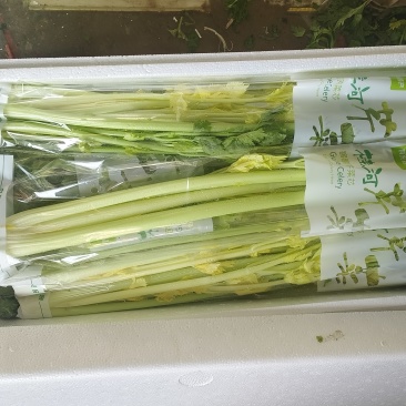 山东特产桂河芹菜，玻璃脆，奶油芹菜，现货发，保质保量发