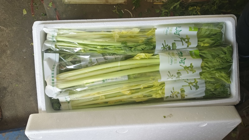 山东特产桂河芹菜，玻璃脆，奶油芹菜，现货发，保质保量发
