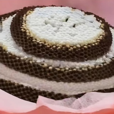 马蜂蜂蛹