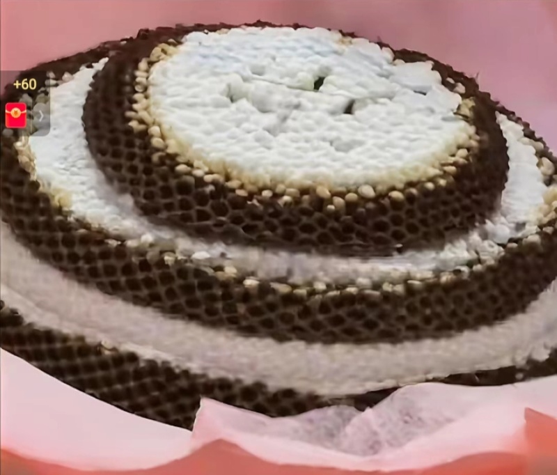 马蜂蜂蛹