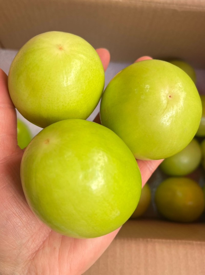 牛奶枣——脆甜多汁