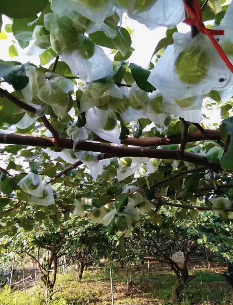 牛奶枣——脆甜多汁