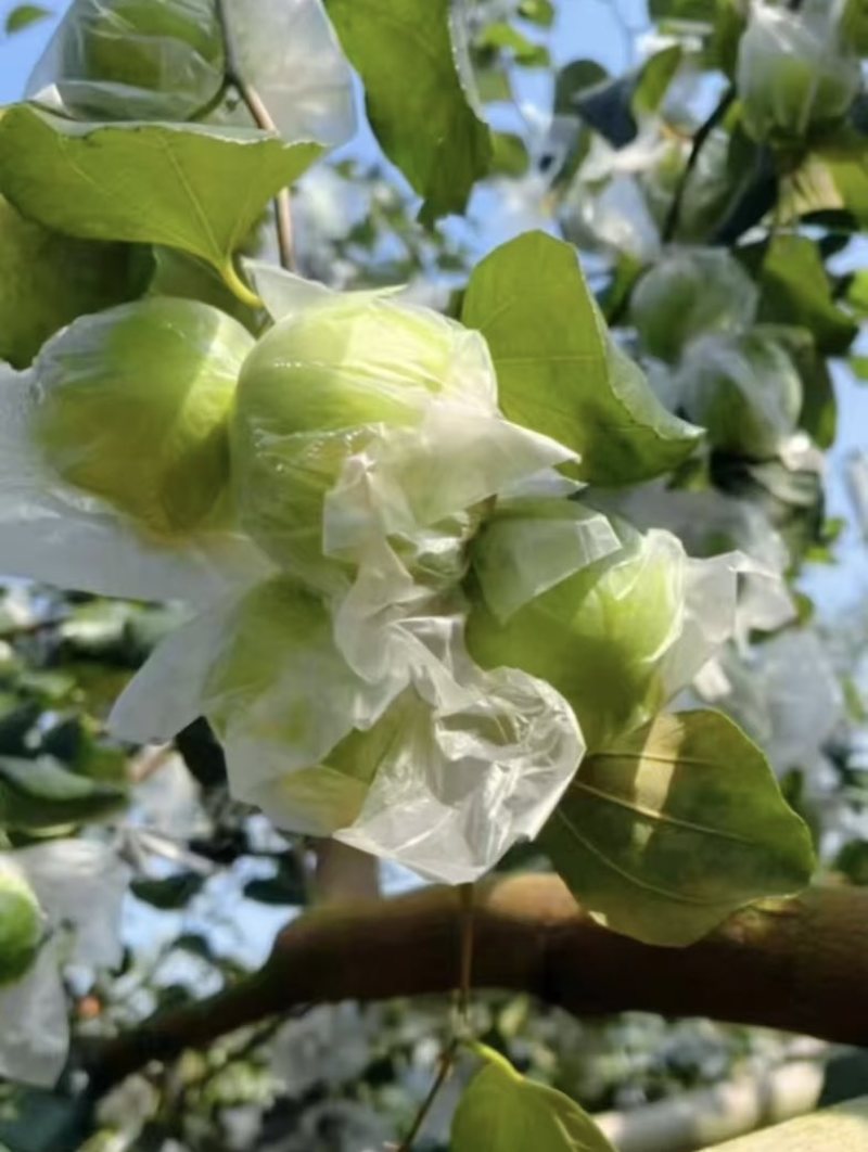 牛奶枣——脆甜多汁
