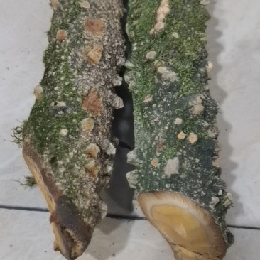 飞龙掌血