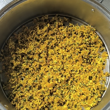 野菊花