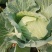 平头包菜（甘蓝）