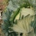 平头包菜（甘蓝）