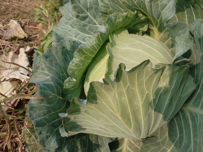 平头包菜（甘蓝）