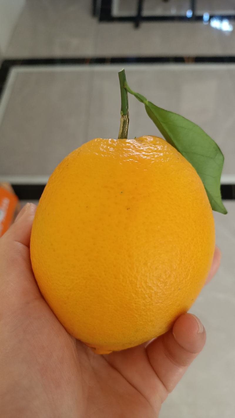 正宗赣南脐橙