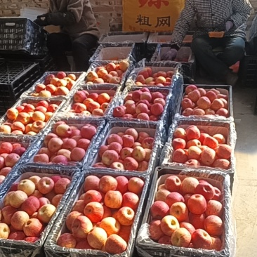 甘肃庆阳红富士苹果