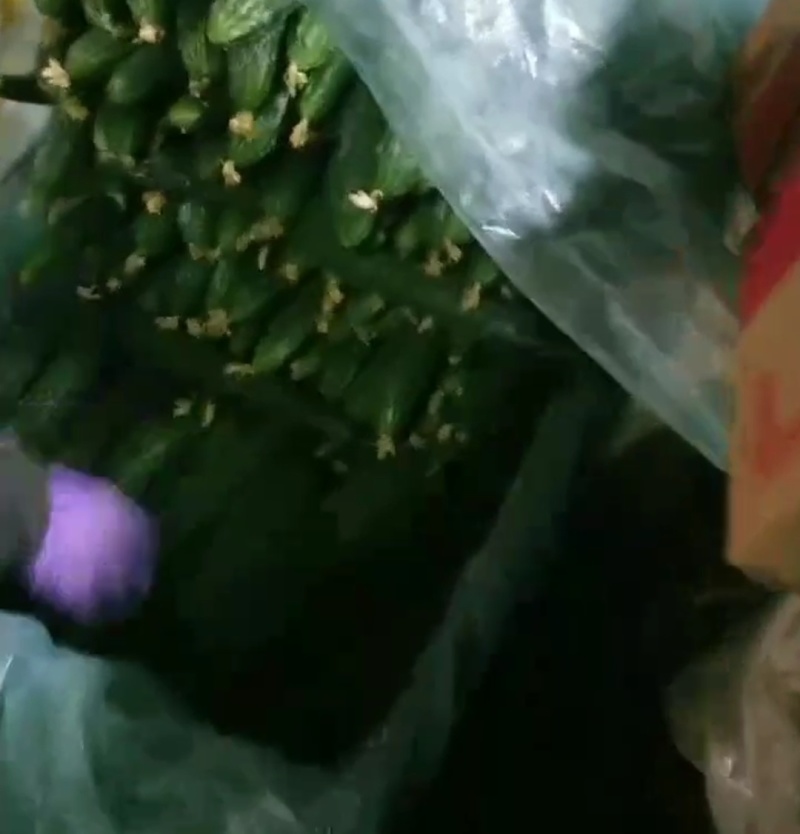 大荔密刺黄瓜陕西黄瓜带刺，电商货！价格合理需要联系我，