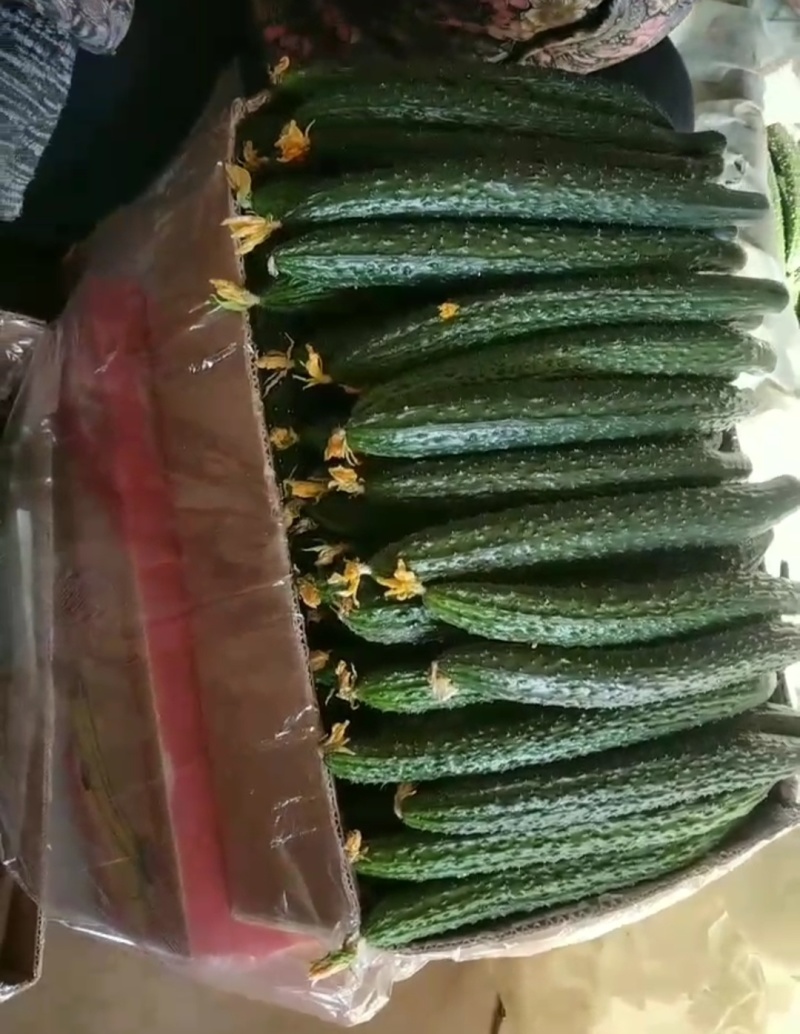大荔密刺黄瓜陕西黄瓜带刺，电商货！价格合理需要联系我，