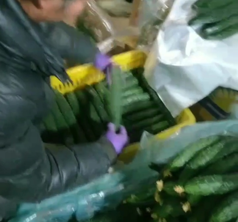 大荔密刺黄瓜陕西黄瓜带刺，电商货！价格合理需要联系我，