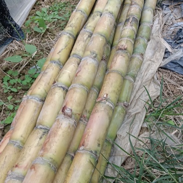 漳州南靖甘蔗
