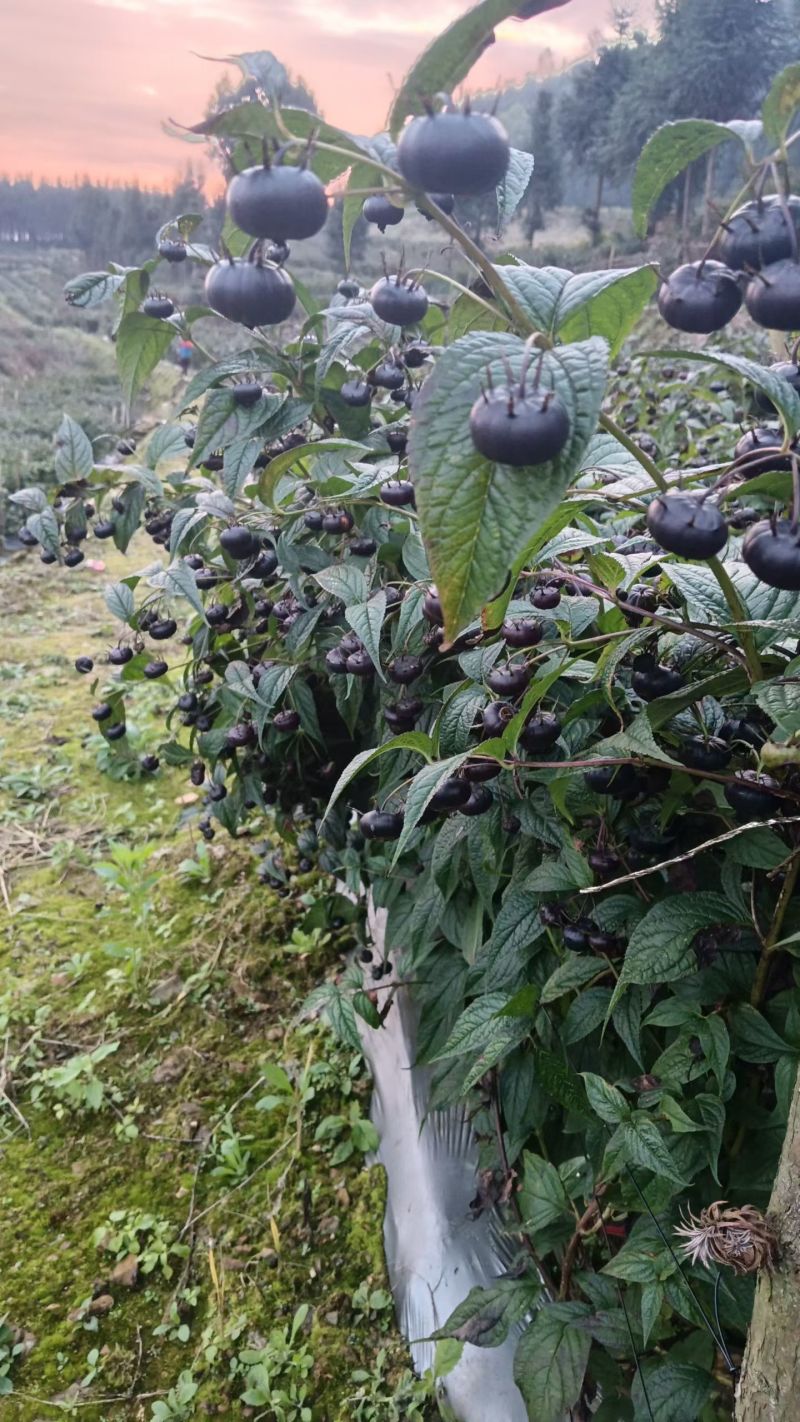 红果椮
