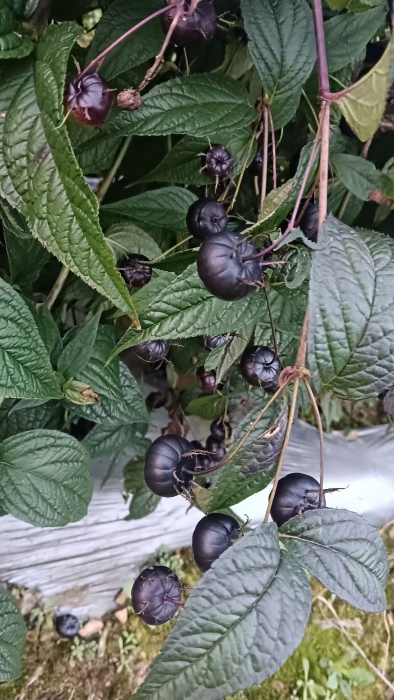 红果椮