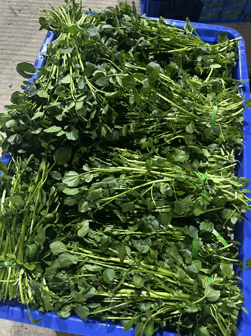 西洋菜
