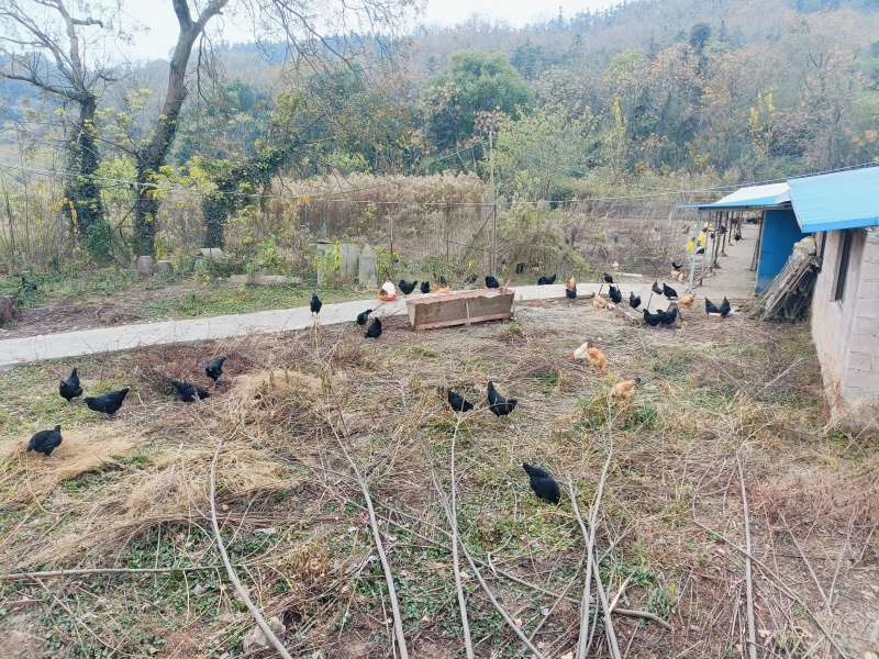生态五黑鸡