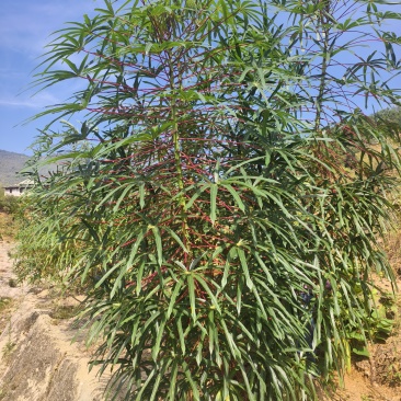 农家木薯粉