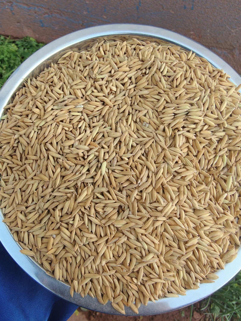 饲料稻谷