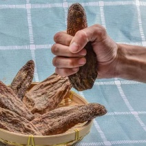 新疆肉苁蓉