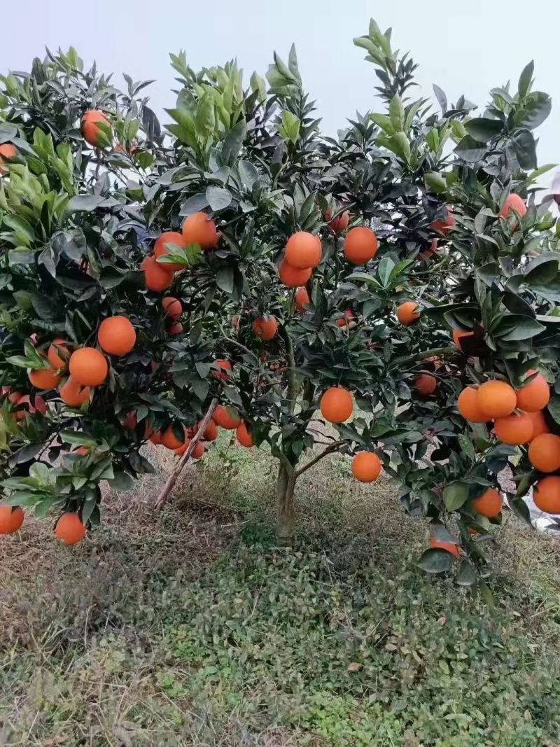 雷波脐橙精品果