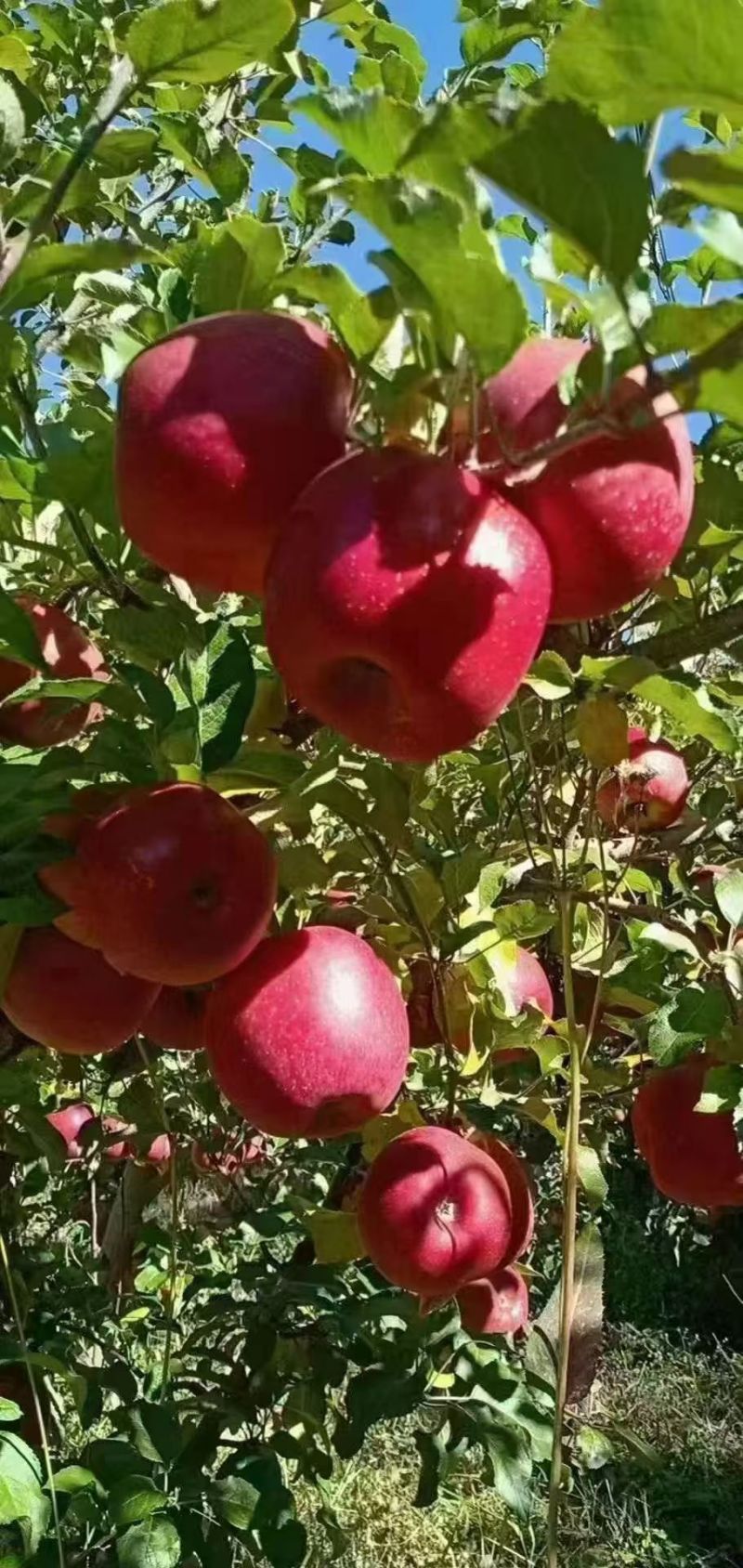 小金红富士苹果