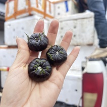 红果参每天正常走货