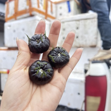 红果参每天正常走货