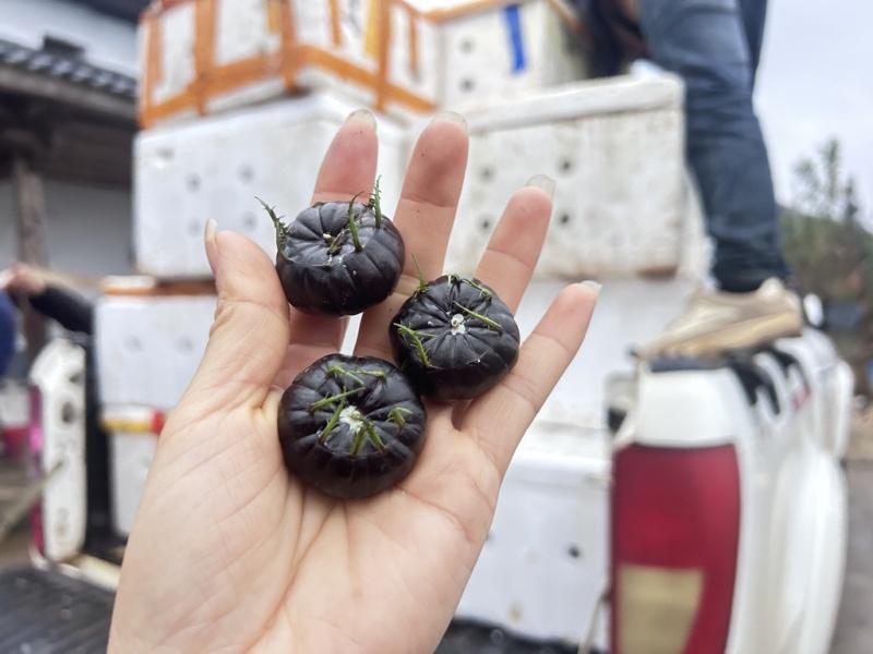 红果参每天正常走货