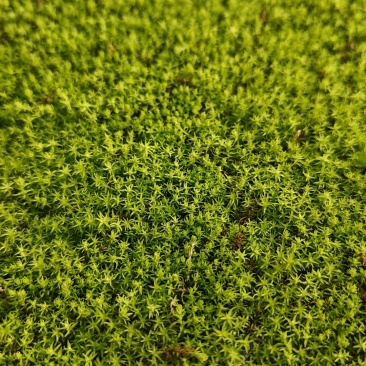 星星苔藓