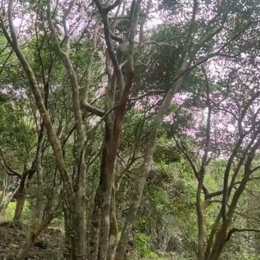 母瑞山山茶油