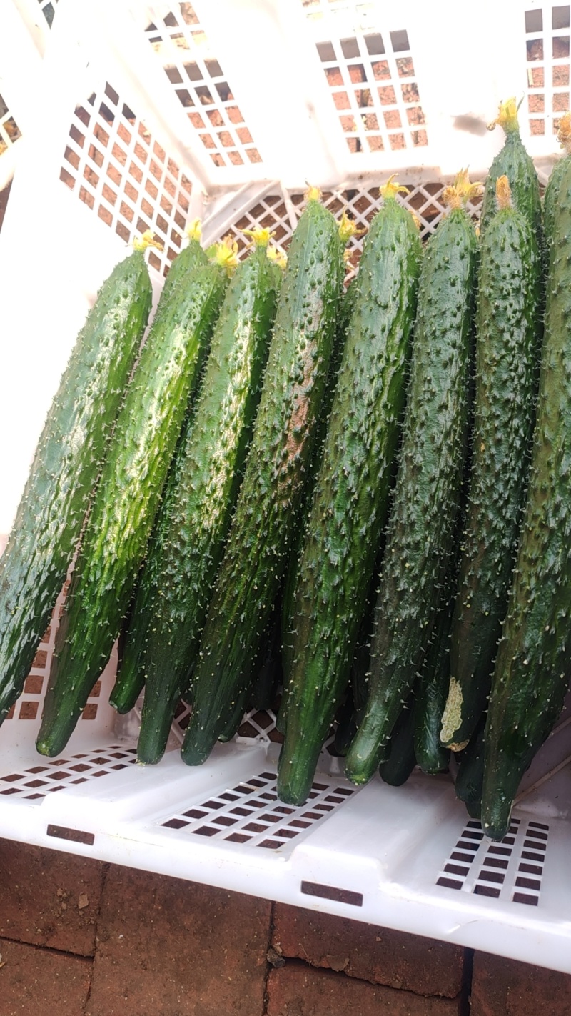 黄瓜