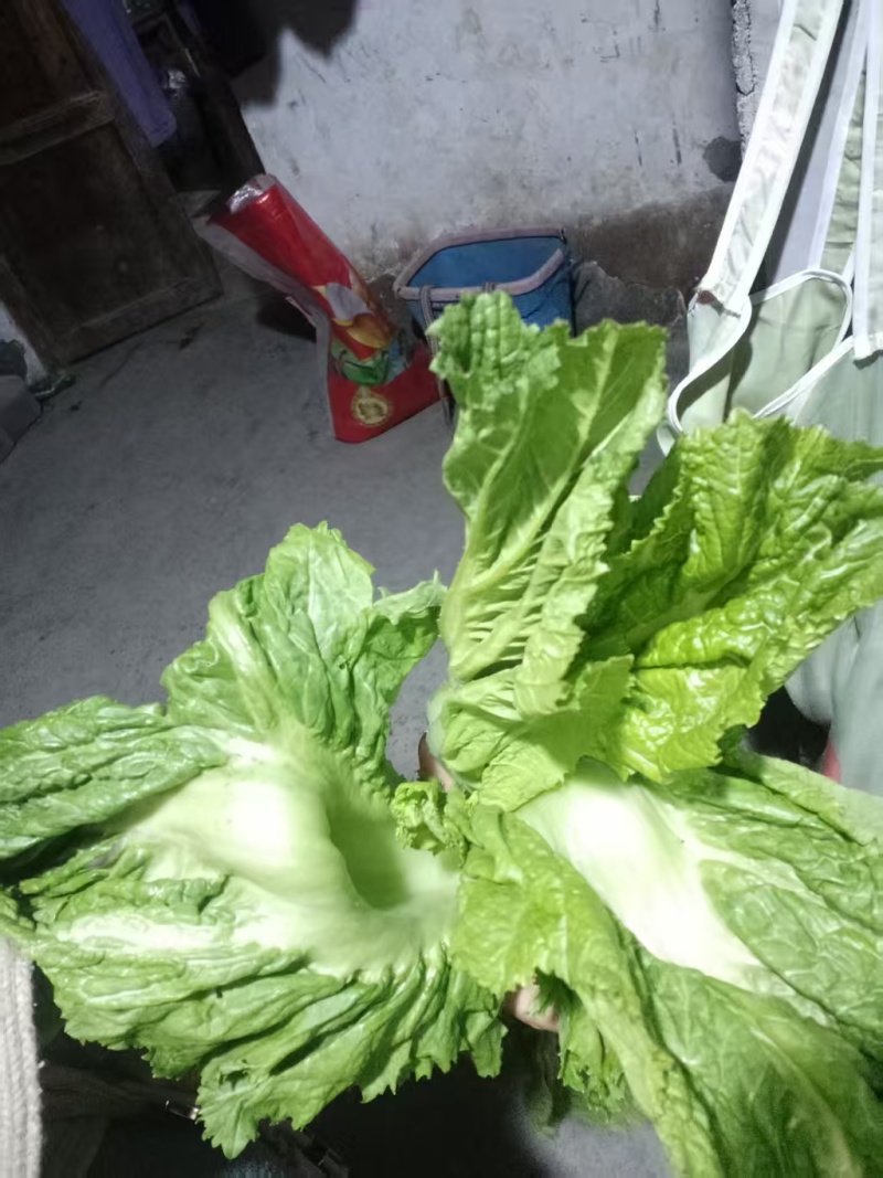 芥菜
