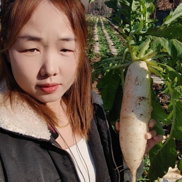 土萝卜净萝卜都有