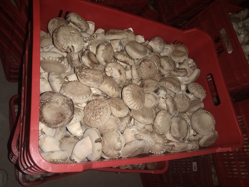 大菇