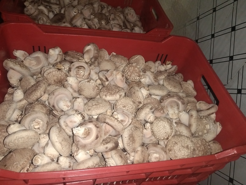 大菇
