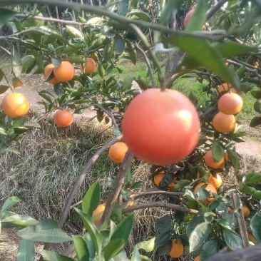 橙子