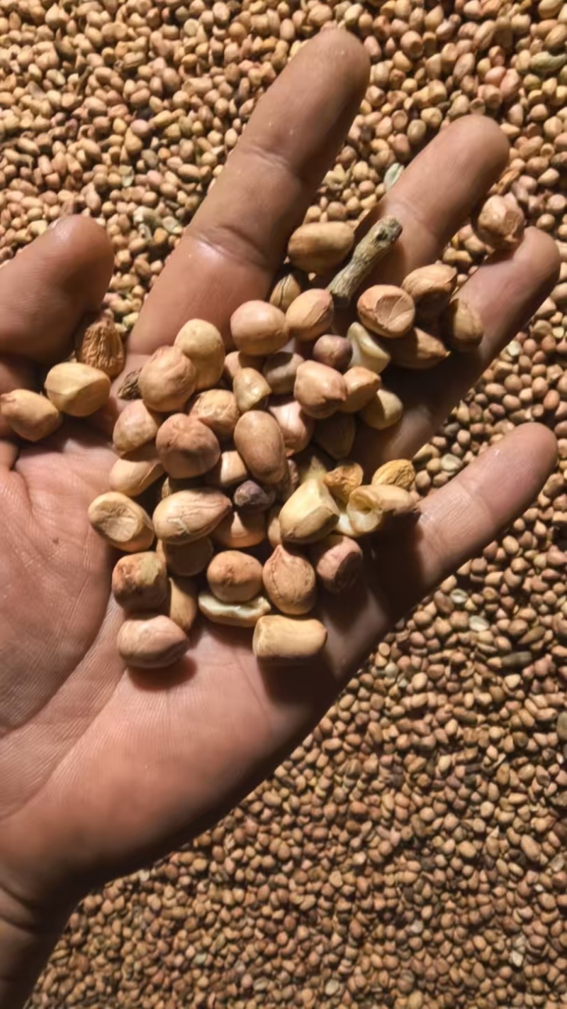 长期出售河南产区通货花生米精选花生米