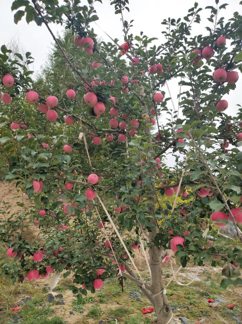 甘肃静宁红富士，通渭红富士苹果