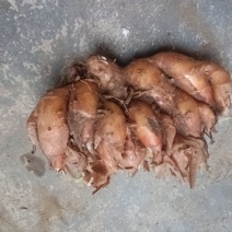 新鲜，现挖，不包邮