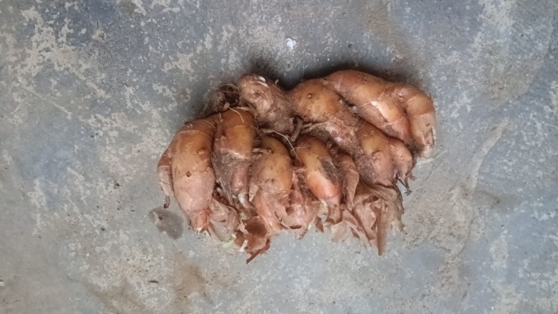 新鲜，现挖，不包邮