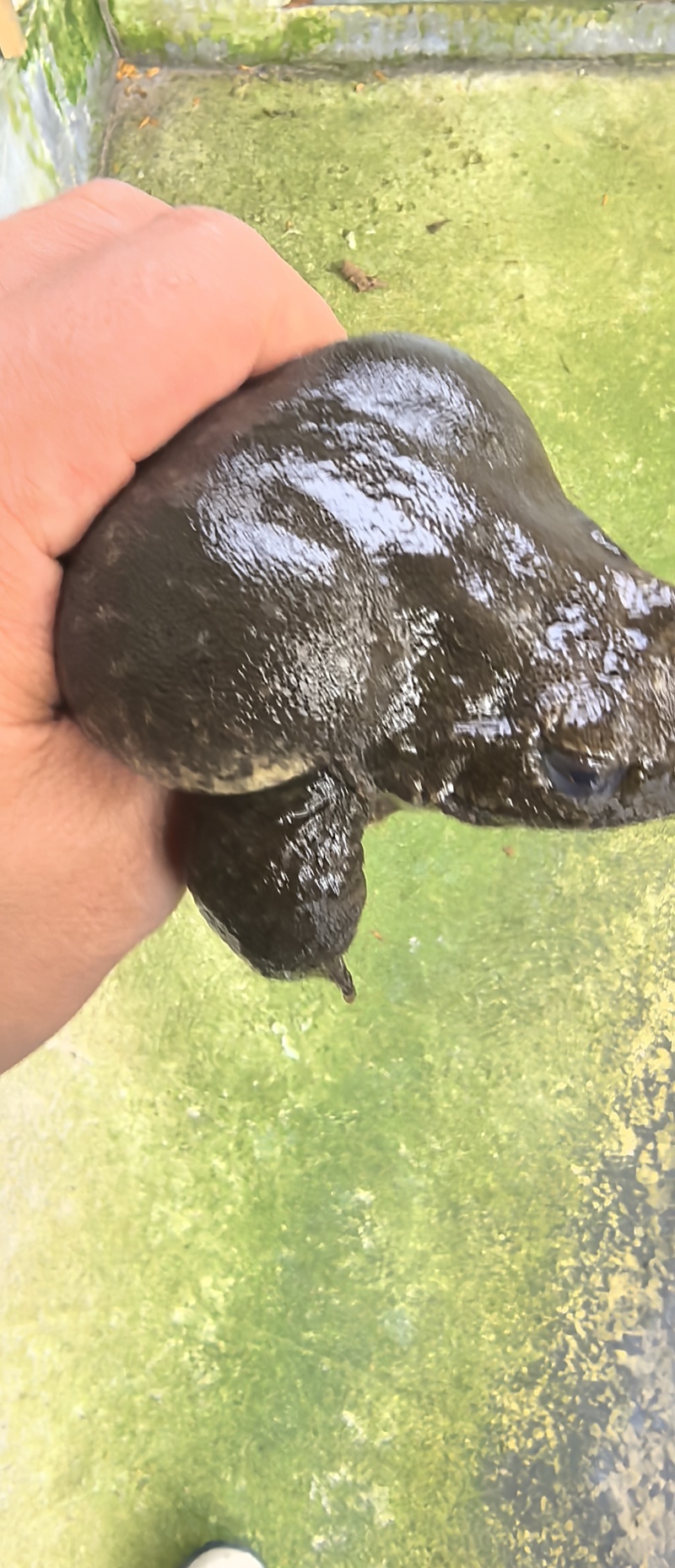 石蛙